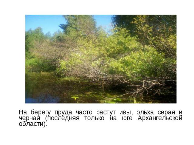 На берегу пруда часто растут ивы, ольха серая и черная (последняя только на юге Архангельской области). На берегу пруда часто растут ивы, ольха серая и черная (последняя только на юге Архангельской области).