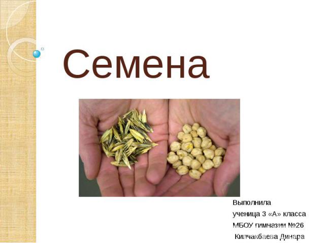 Семена Выполнила ученица 3 «А» класса МБОУ гимназии №26 Кипчакбаева Динара