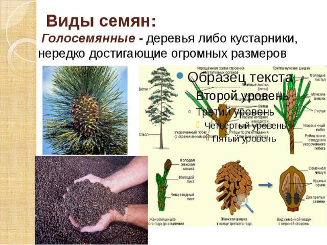 Виды семян: Голосемянные - деревья либо кустарники, нередко достигающие огромных размеров