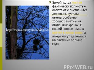 Зимой, когда листья фактически полностью облетают с лиственных деревьев, кустики