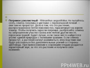 Погремок узколистный - Rhinanthus angustifolius Не пытайтесь сеять семена погрем