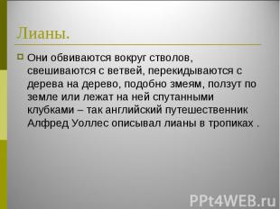 Они обвиваются вокруг стволов, свешиваются с ветвей, перекидываются с дерева на