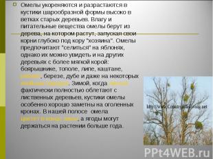 Омелы укореняются и разрастаются в кустики шарообразной формы высоко в ветках ст