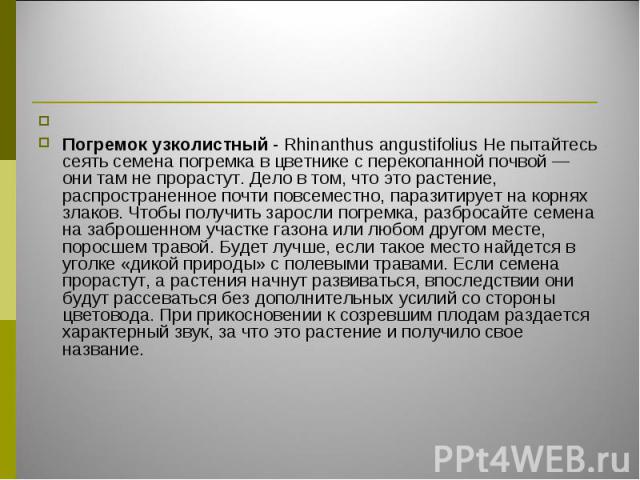 Погремок узколистный - Rhinanthus angustifolius Не пытайтесь сеять семена погремка в цветнике с перекопанной почвой — они там не прорастут. Дело в том, что это растение, распространенное почти повсеместно, паразитирует на корнях злаков. Чтобы получи…