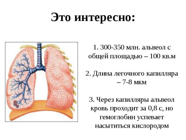 1. 300-350 млн. альвеол с общей площадью – 100 кв.м 2. Длина легочного капилляра – 7-8 мкм 3. Через капилляры альвеол кровь проходит за 0,8 с, но гемоглобин успевает насытиться кислородом