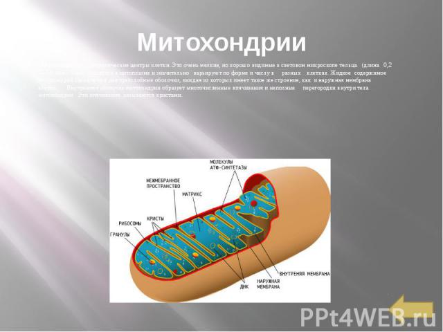 Митохондрии Митохондрии  — энергетические центры клетки. Это очень мелкие, но хорошо видимые в световом микроскопе тельца   (длина   0,2— 7,0 мкм). Они   находятся в цитоплазме и значительно   варьируют п…