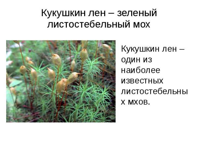 Кукушкин лен – зеленый листостебельный мох