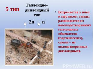 5 тип Встречается у пчел и муравьев: самцы развиваются из неоплодотворенных гапл