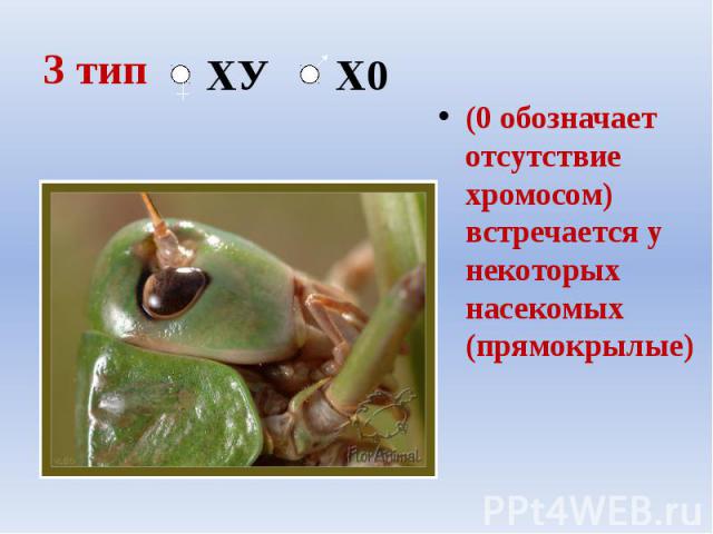 3 тип (0 обозначает отсутствие хромосом) встречается у некоторых насекомых (прямокрылые)