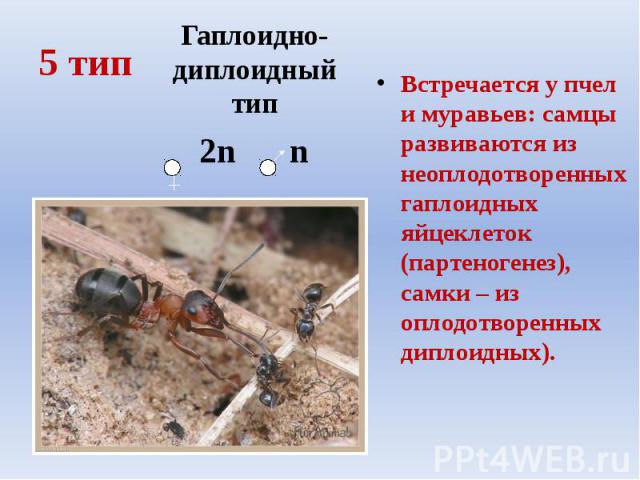 5 тип Встречается у пчел и муравьев: самцы развиваются из неоплодотворенных гаплоидных яйцеклеток (партеногенез), самки – из оплодотворенных диплоидных).