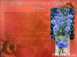Василек синий (Centaurea cyanus) – однолетник из семейства астровых (Asteraceae)