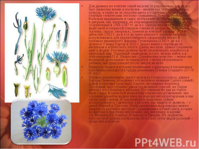 Для древних же египтян синий василек (и родственные ему виды) был символом жизни и изобилия – именно как спутник зерновых культур, а также из-за сходства цвета его цветков с почитаемым голубым «египетским лотосом» (кувшинкой Nymphaea coerulea). Васи…
