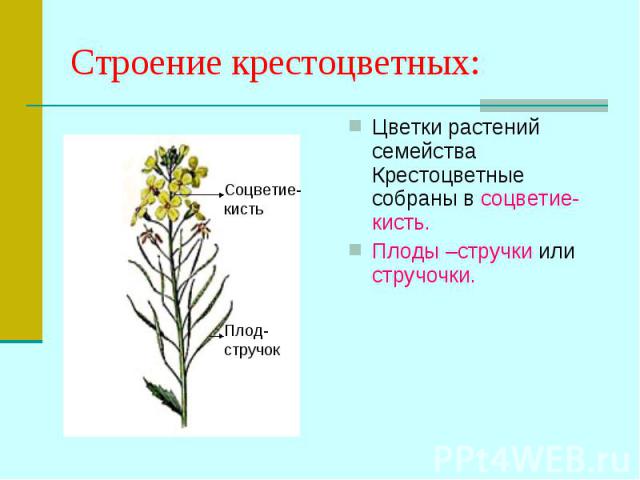 Цветки растений семейства Крестоцветные собраны в соцветие- кисть. Цветки растений семейства Крестоцветные собраны в соцветие- кисть. Плоды –стручки или стручочки.