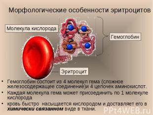 Гемоглобин состоит из 4 молекул гема (сложное железосодержащее соединение)и 4 це