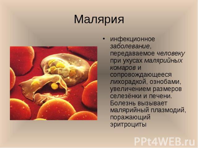 инфекционное заболевание, передаваемое человеку при укусах малярийных комаров и сопровождающееся лихорадкой, ознобами, увеличением размеров селезёнки и печени. Болезнь вызывает малярийный плазмодий, поражающий эритроциты инфекционное заболевание, пе…