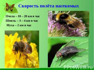 Пчела – 10 – 20 км в час Пчела – 10 – 20 км в час Шмель – 3 – 4 км в час Муха –