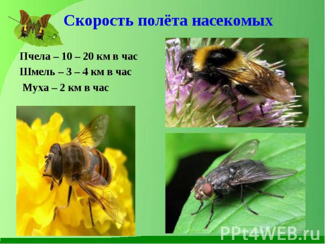 Пчела – 10 – 20 км в час Пчела – 10 – 20 км в час Шмель – 3 – 4 км в час Муха – 2 км в час