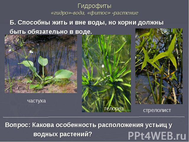 Гидрофиты «гидро»-вода, «фитос» -растение Б. Способны жить и вне воды, но корни должны быть обязательно в воде.