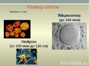 Размер клеток Тромбоцит (2-7 мкм)
