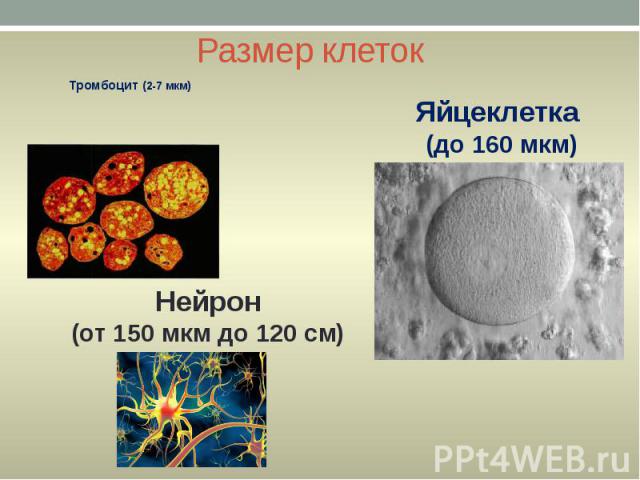 Размер клеток Тромбоцит (2-7 мкм)