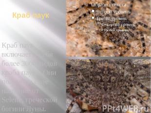 Краб паук Краб паук включает в себя более 3000 видов краба паука. Они получили с