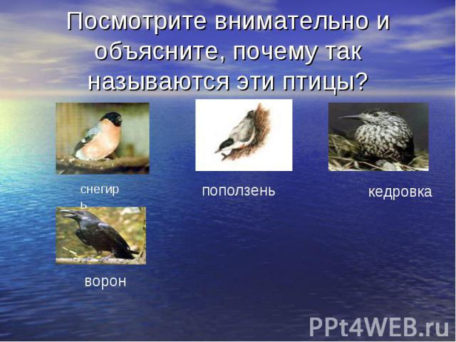 Посмотрите внимательно и объясните, почему так называются эти птицы?