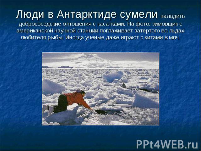 Люди в Антарктиде сумели наладить добрососедские отношения с касатками. На фото: зимовщик с американской научной станции поглаживает затертого во льдах любителя рыбы. Иногда ученые даже играют с китами в мяч.