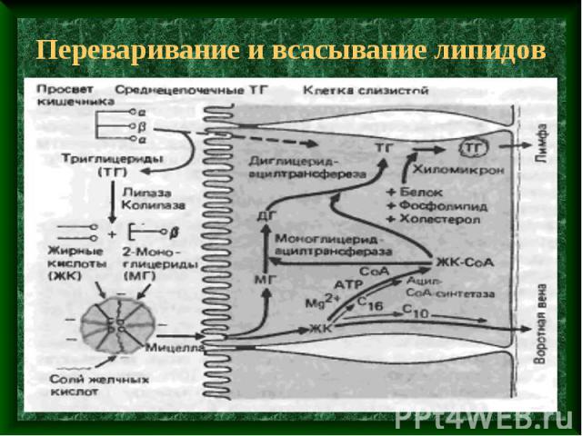 Переваривание и всасывание липидов