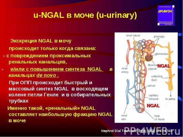 Экскреция NGAL в мочу Экскреция NGAL в мочу происходит только когда связана: - с повреждением проксимальных ренальных канальцев, - и/или с повышением синтеза NGAL в канальцах de novo . При ОПП происходит быстрый и массовый синтез NGAL в восходящем к…