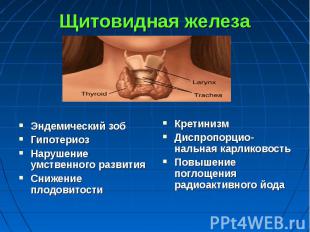Щитовидная железа Эндемический зоб Гипотериоз Нарушение умственного развития Сни
