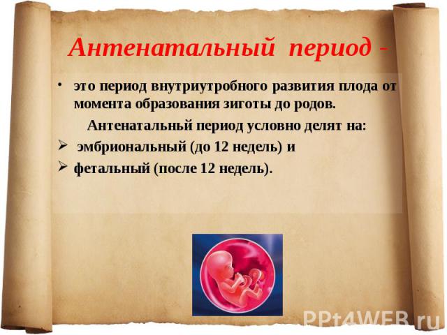 это период внутриутробного развития плода от момента образования зиготы до родов. это период внутриутробного развития плода от момента образования зиготы до родов. Антенатальньй период условно делят на: эмбриональный (до 12 недель) и фетальный (посл…