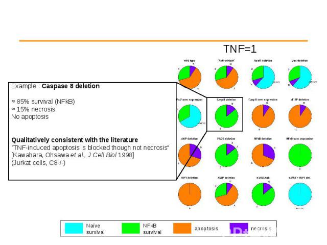 Example : Caspase 8 deletion Example : Caspase 8 deletion ≈ 85% survival (NFkB) ≈ 15% necrosis No apoptosis Qualitatively consistent with the literature “TNF-induced apoptosis is blocked though not necrosis” [Kawahara, Ohsawa et al., J Cell Biol 199…