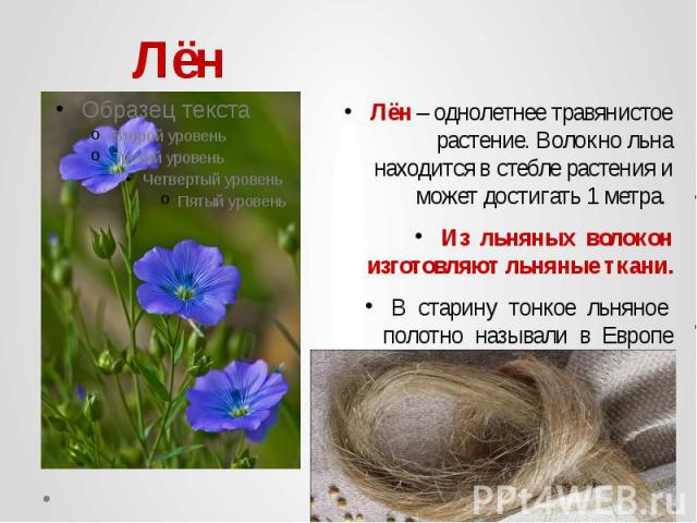 Лён Лён – однолетнее травянистое растение. Волокно льна находится в стебле растения и может достигать 1 метра. Из льняных волокон изготовляют льняные ткани. В старину тонкое льняное полотно называли в Европе «русским шелком».