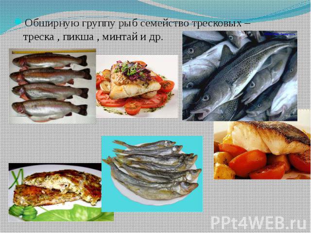 Обширную группу рыб семейство тресковых – треска , пикша , минтай и др. Обширную группу рыб семейство тресковых – треска , пикша , минтай и др.
