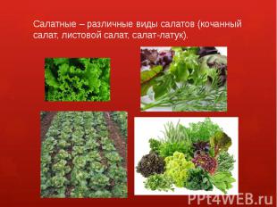 Салатные – различные виды салатов (кочанный салат, листовой салат, салат-латук).