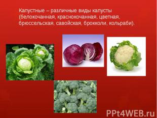 Капустные – различные виды капусты (белокочанная, краснокочанная, цветная, брюсс