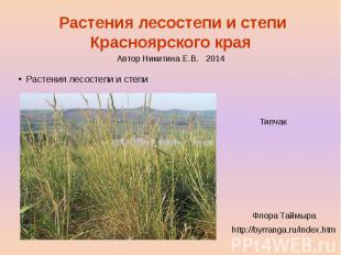 Растения лесостепи и степи Красноярского края Растения лесостепи и степи