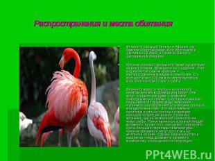 Распространения и места обитания Фламинго распространены в Африке, на Кавказе (А