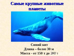 Синий кит Синий кит Длина – более 30 м Масса - от 150 т до 200 т