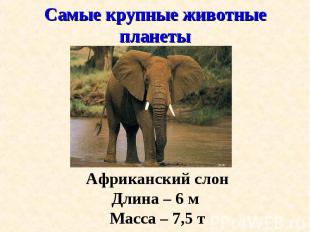 Африканский слон Африканский слон Длина – 6 м Масса – 7,5 т