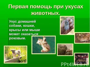 Первая помощь при укусах животных. Укус домашней собаки, кошки, крысы или мыши м