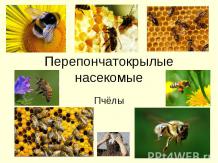 Перепончатокрылые насекомые. Пчелы
