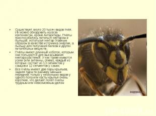 Существует около 20 тысяч видов пчёл. Их можно обнаружить на всех континентах, к