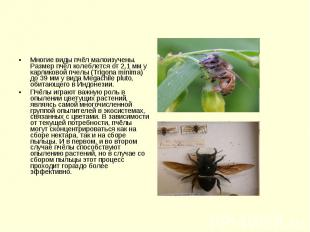 Многие виды пчёл малоизучены. Размер пчёл колеблется от 2,1 мм у карликовой пчел