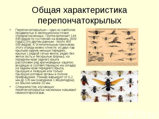 Перепончатокрылые— один из наиболее продвинутых в эволюционном плане отрядов насекомых. Группа включает 144 695 видов по состоянию на февраль 2008 года[1] (по другим данным - около 400 000 видов). К отличительным признакам этого отряда можно отнести…