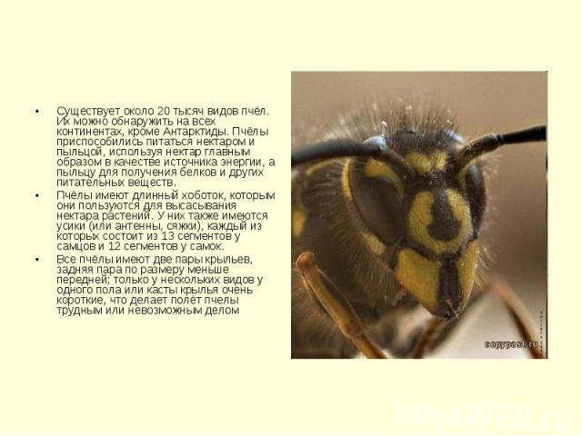 Существует около 20 тысяч видов пчёл. Их можно обнаружить на всех континентах, кроме Антарктиды. Пчёлы приспособились питаться нектаром и пыльцой, используя нектар главным образом в качестве источника энергии, а пыльцу для получения белков и других …