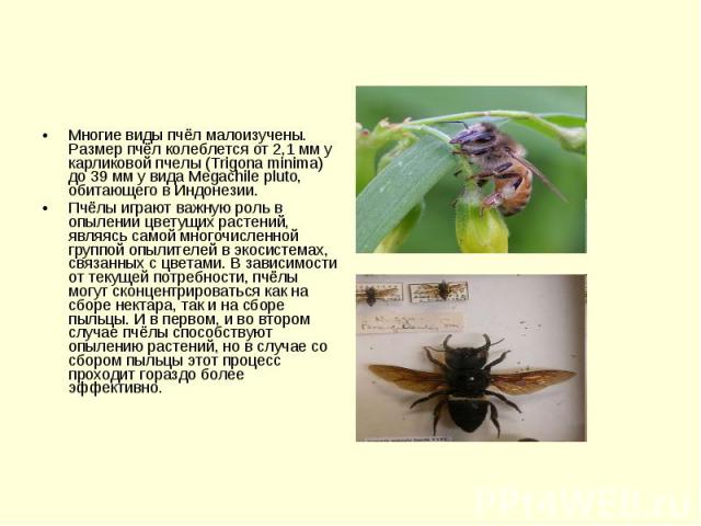 Многие виды пчёл малоизучены. Размер пчёл колеблется от 2,1 мм у карликовой пчелы (Trigona minima) до 39 мм у вида Megachile pluto, обитающего в Индонезии. Многие виды пчёл малоизучены. Размер пчёл колеблется от 2,1 мм у карликовой пчелы (Trigona mi…