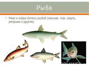 Рыба Реки и озёра богаты рыбой (нельма, Чир, омуль, ряпушка и другие).