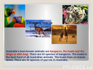 Australia’s best-known animals are kangaroo, the koala and the dingo (a wild dog