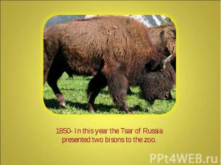 1850- In this year the Tsar of Russia presented two bisons to the zoo.